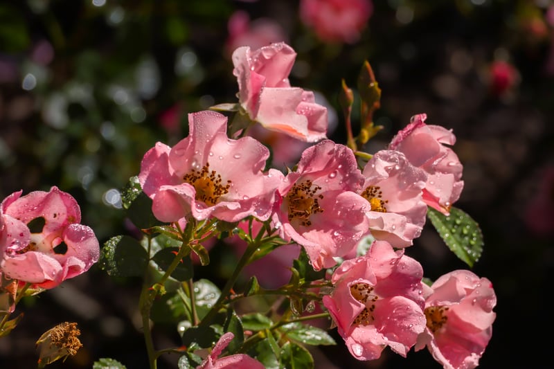 Meadow Brook Hall Gardens
