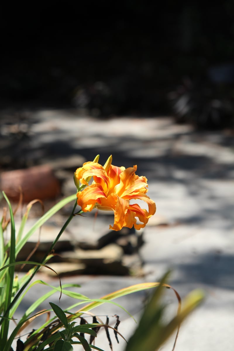 Mount Pleasant Garden Blooms