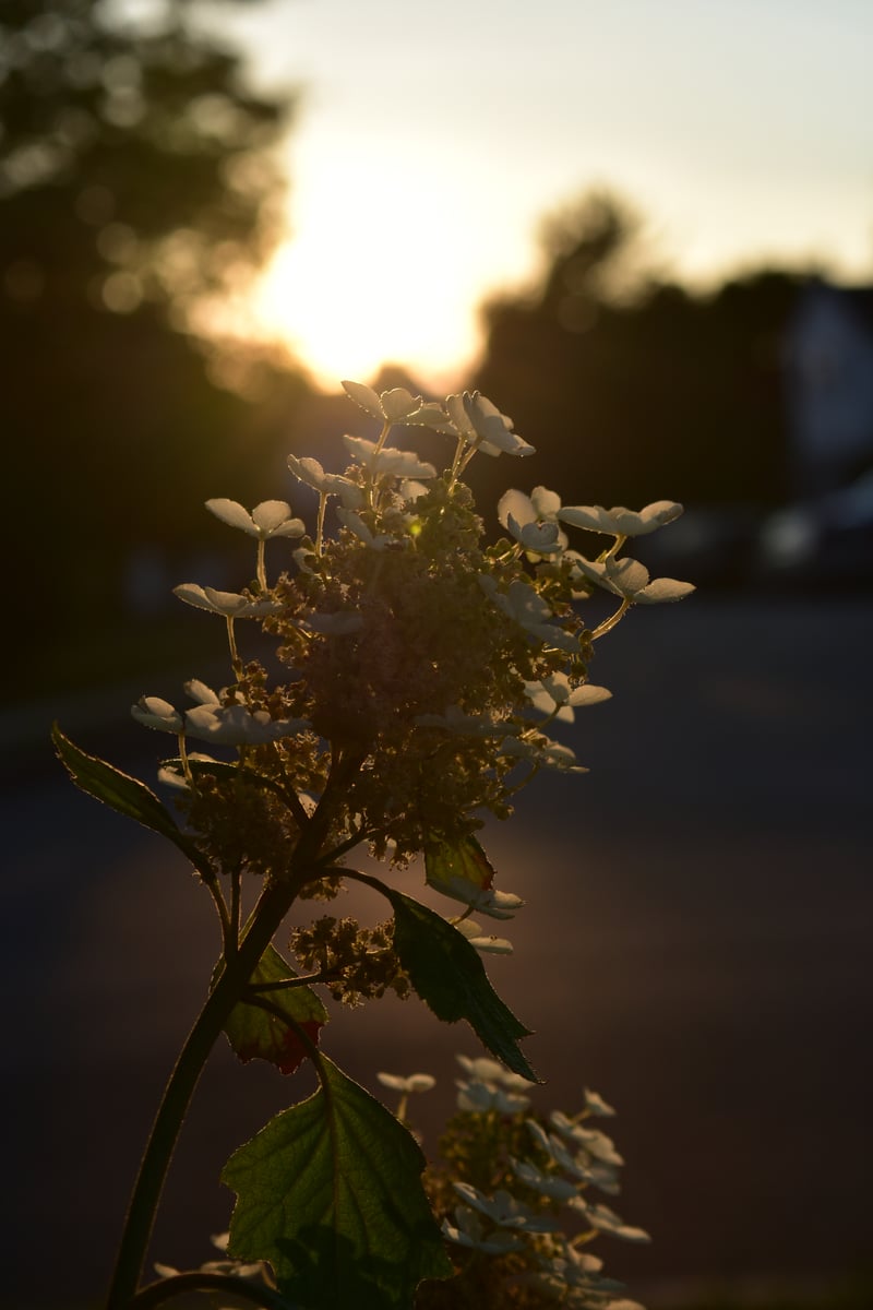 Limerick Garden Sunset