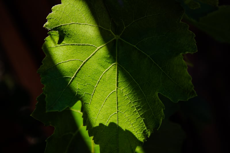 Aurora Garden Foliage