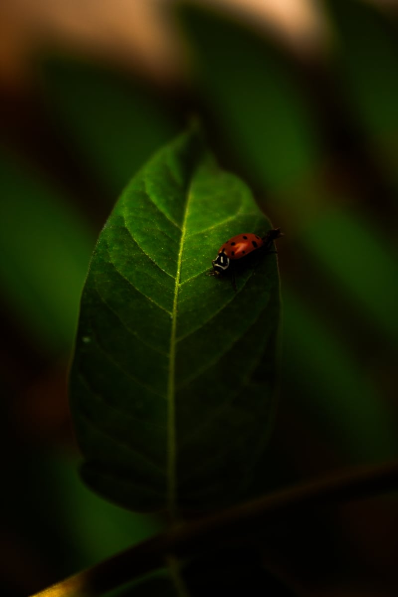 Aurora Garden Macro