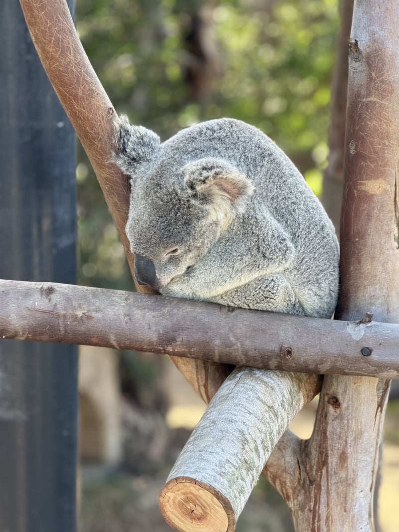 San Diego Zoo