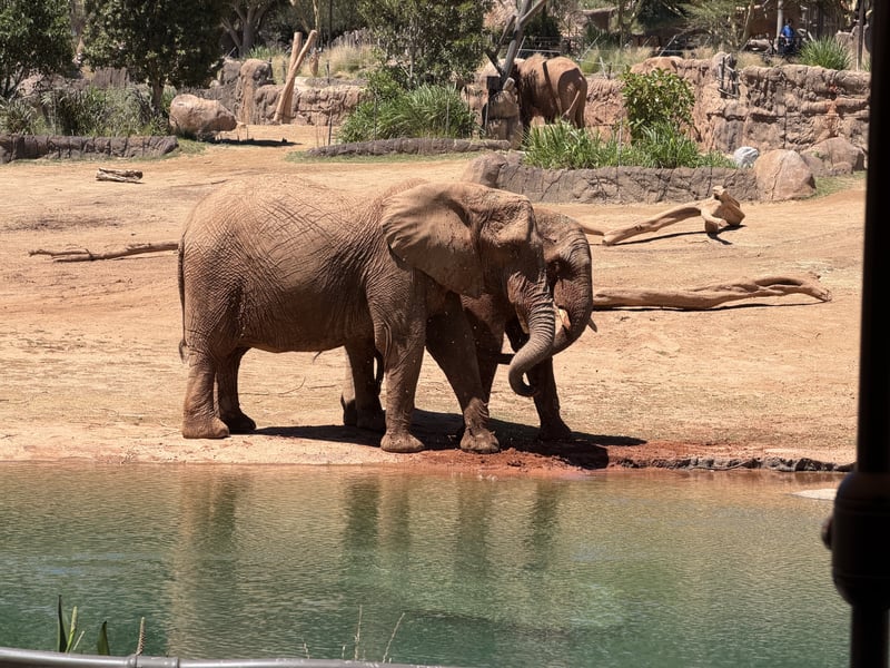 San Diego Zoo Safari Park
