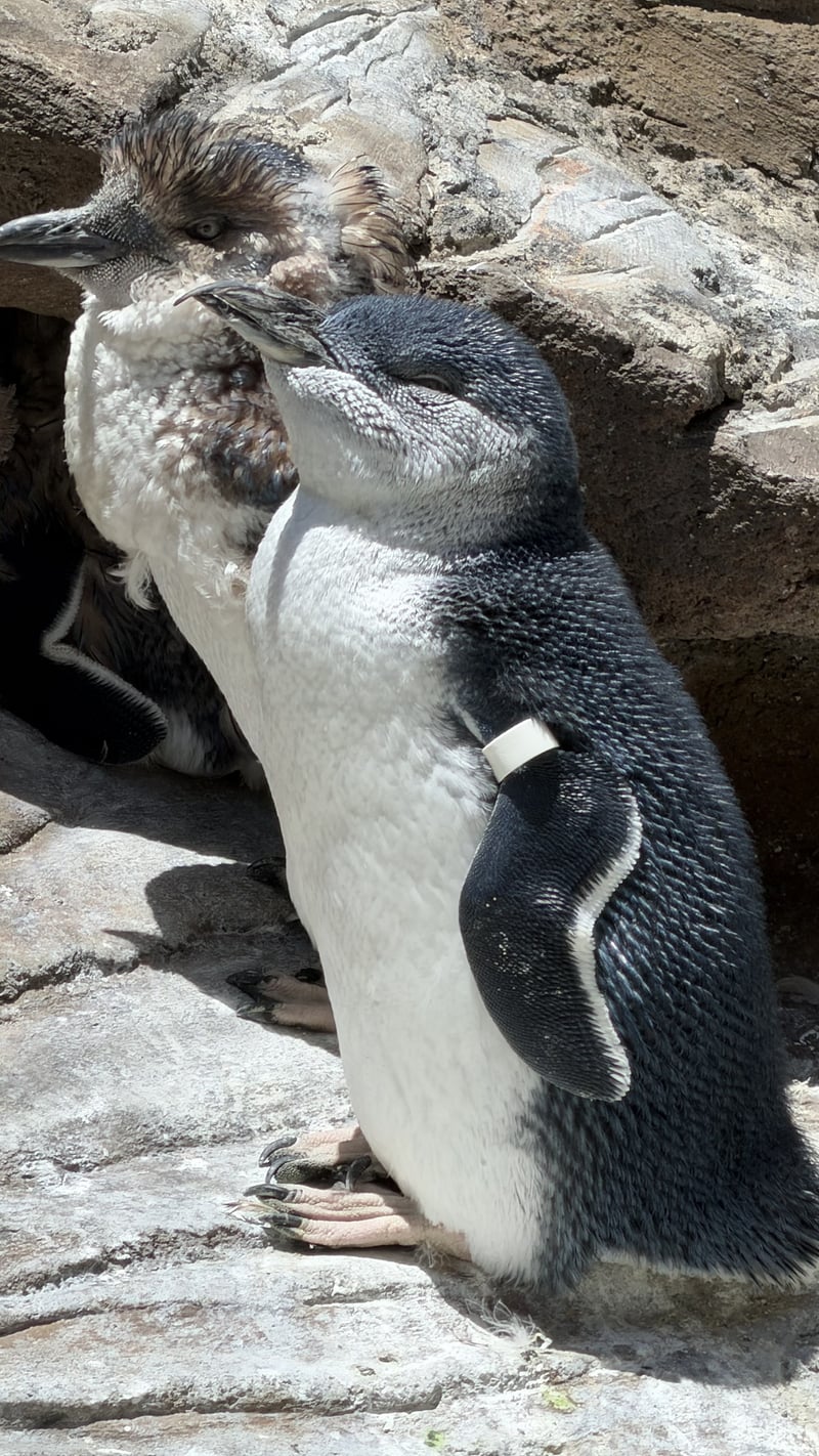 Birch Aquarium at Scripps