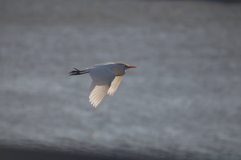 Saint Helena Island Marshes