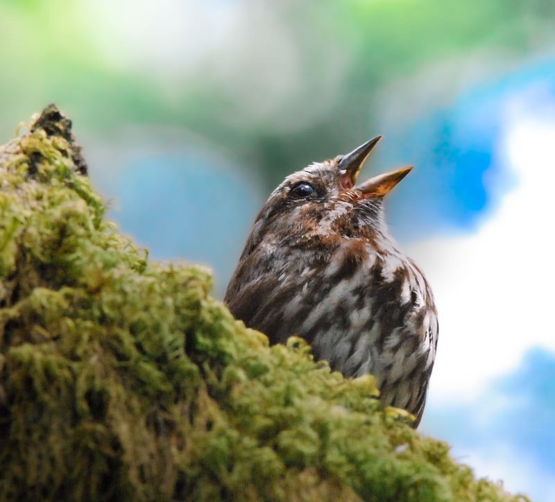 Sandy River Basin Woodlands