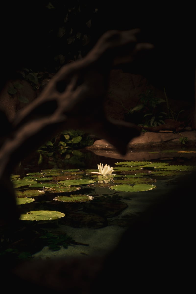 Georgia Aquarium Lily Pond