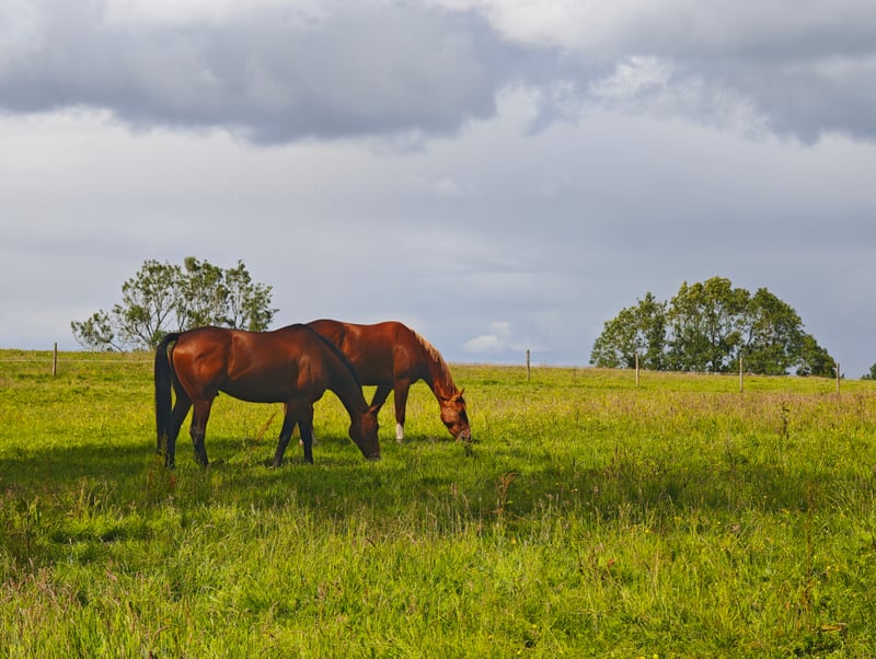 Pensford Rural Pastures