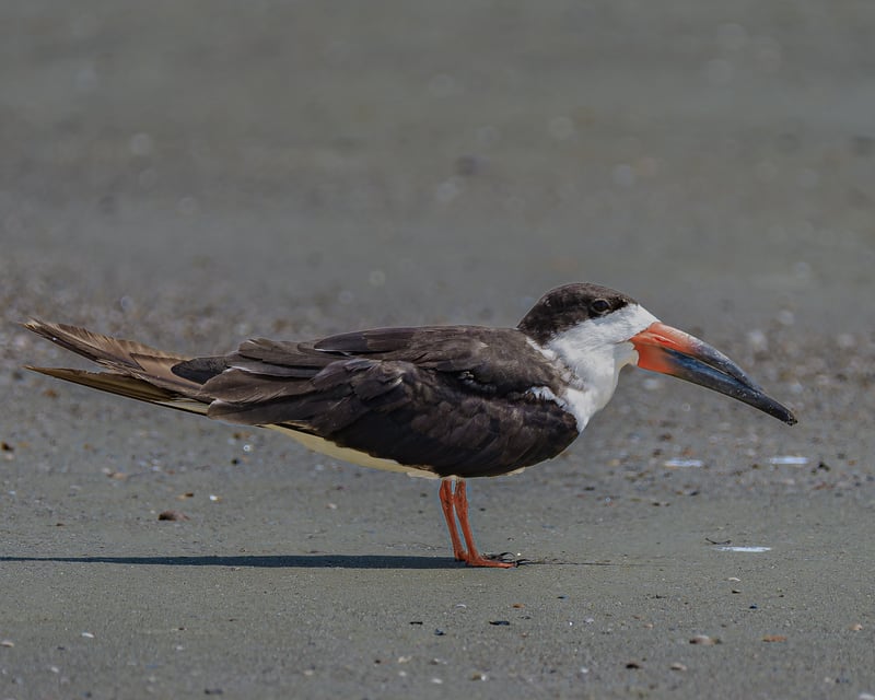 North Beach, Tybee Island