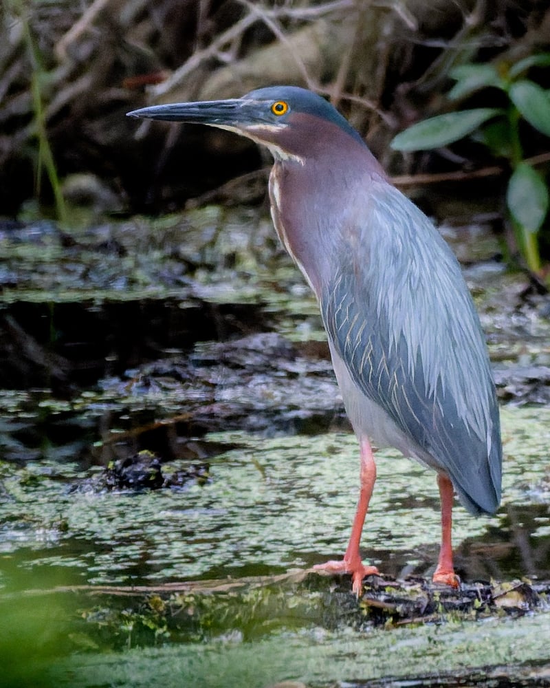 Savannah Coastal Marshlands