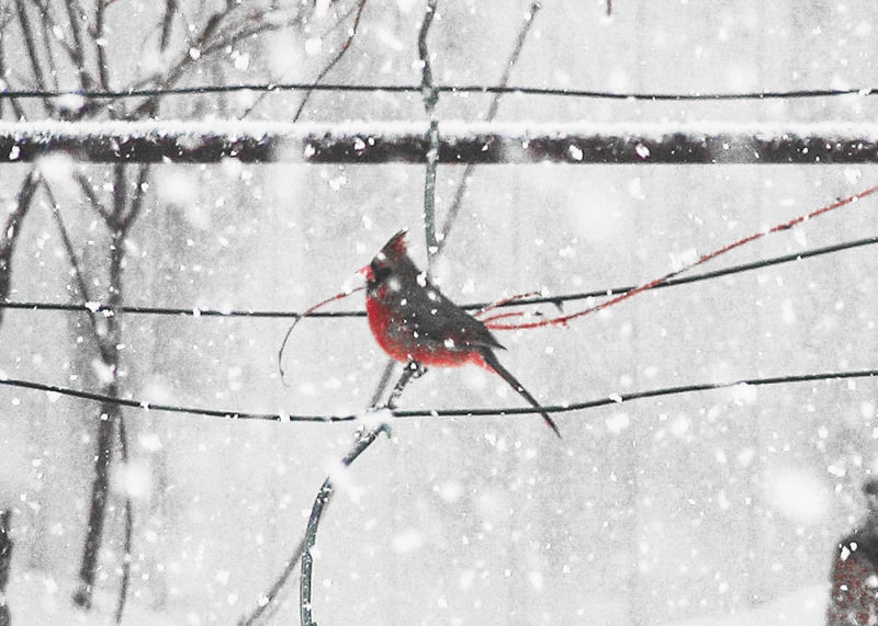 New Bedford Suburban Wildlife