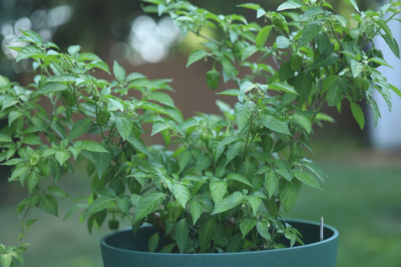 Suburban Garden Potted Plants