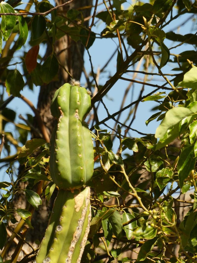 Fontana Botanical Detail