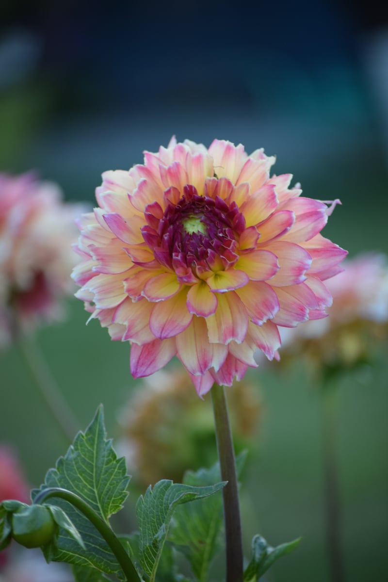 Berrydale Avenue Garden