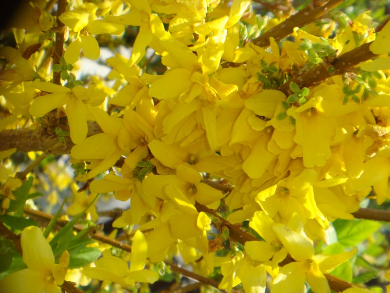 Selden Spring Forsythia