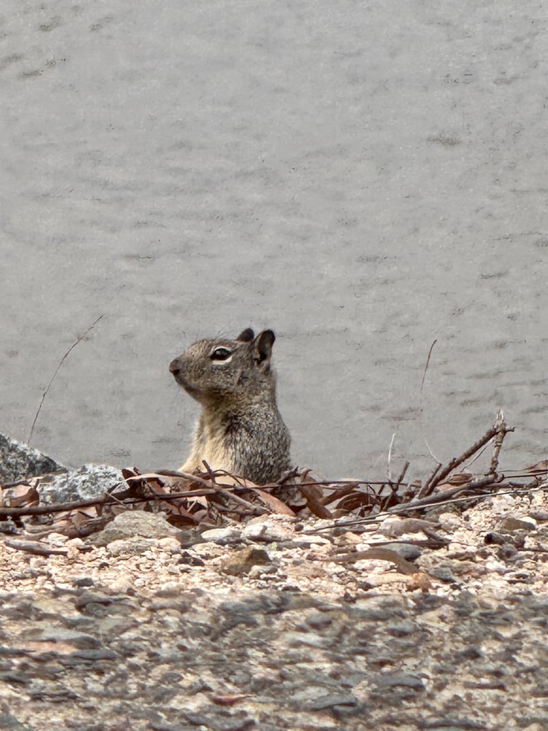 Orange Residential Wildlife Spot