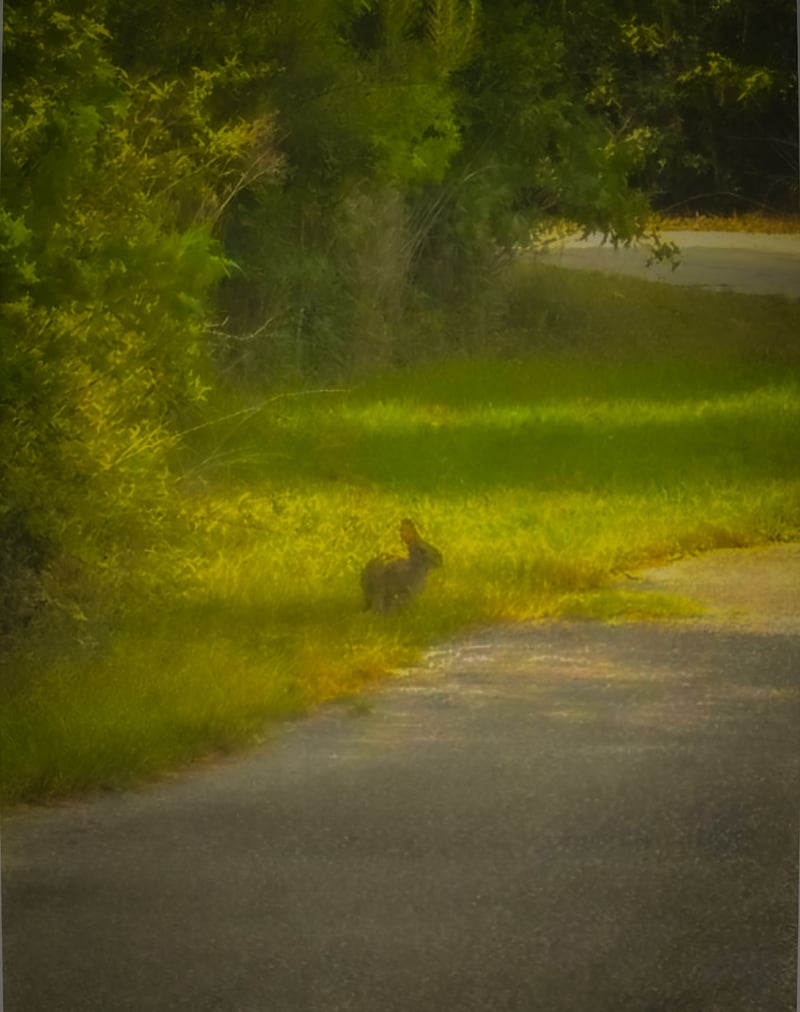 May River Road Nature Trail