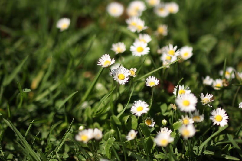 University City Wildflower Patch