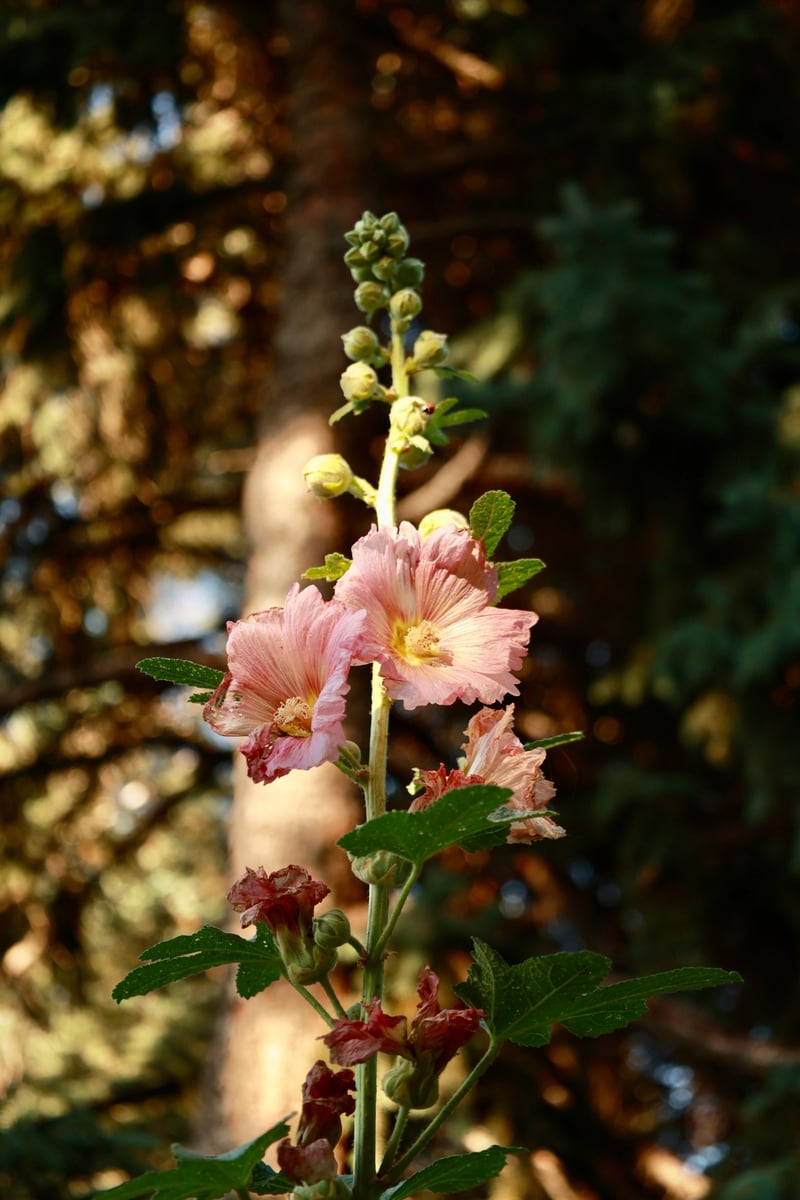 Denver Botanic Gardens