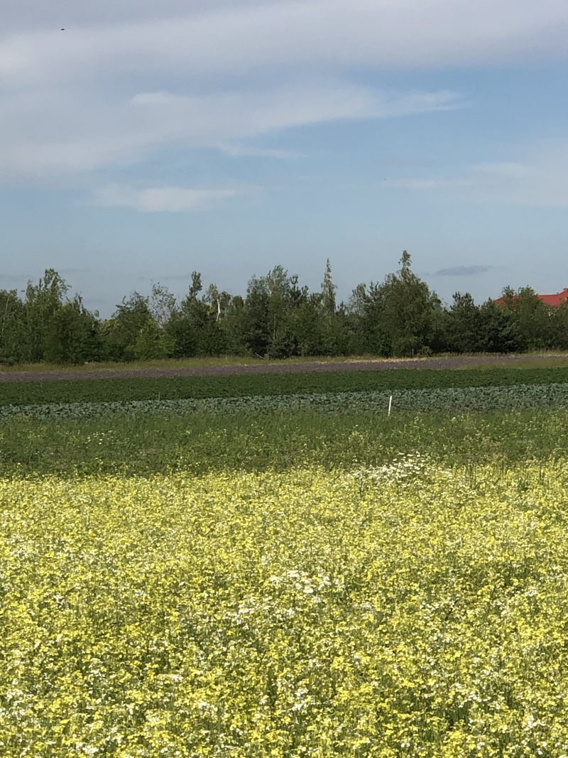 Greece Ridge Farmland