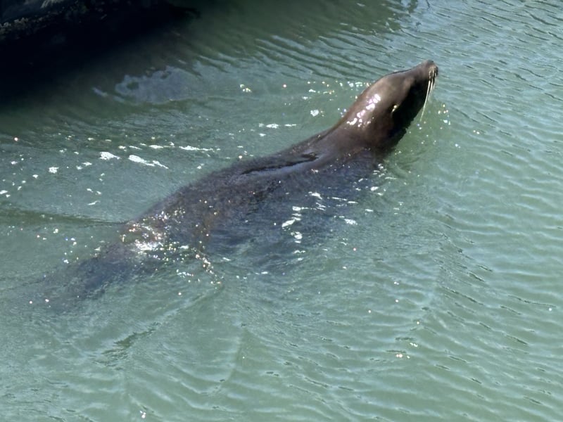 Pier 39 Sea Lions