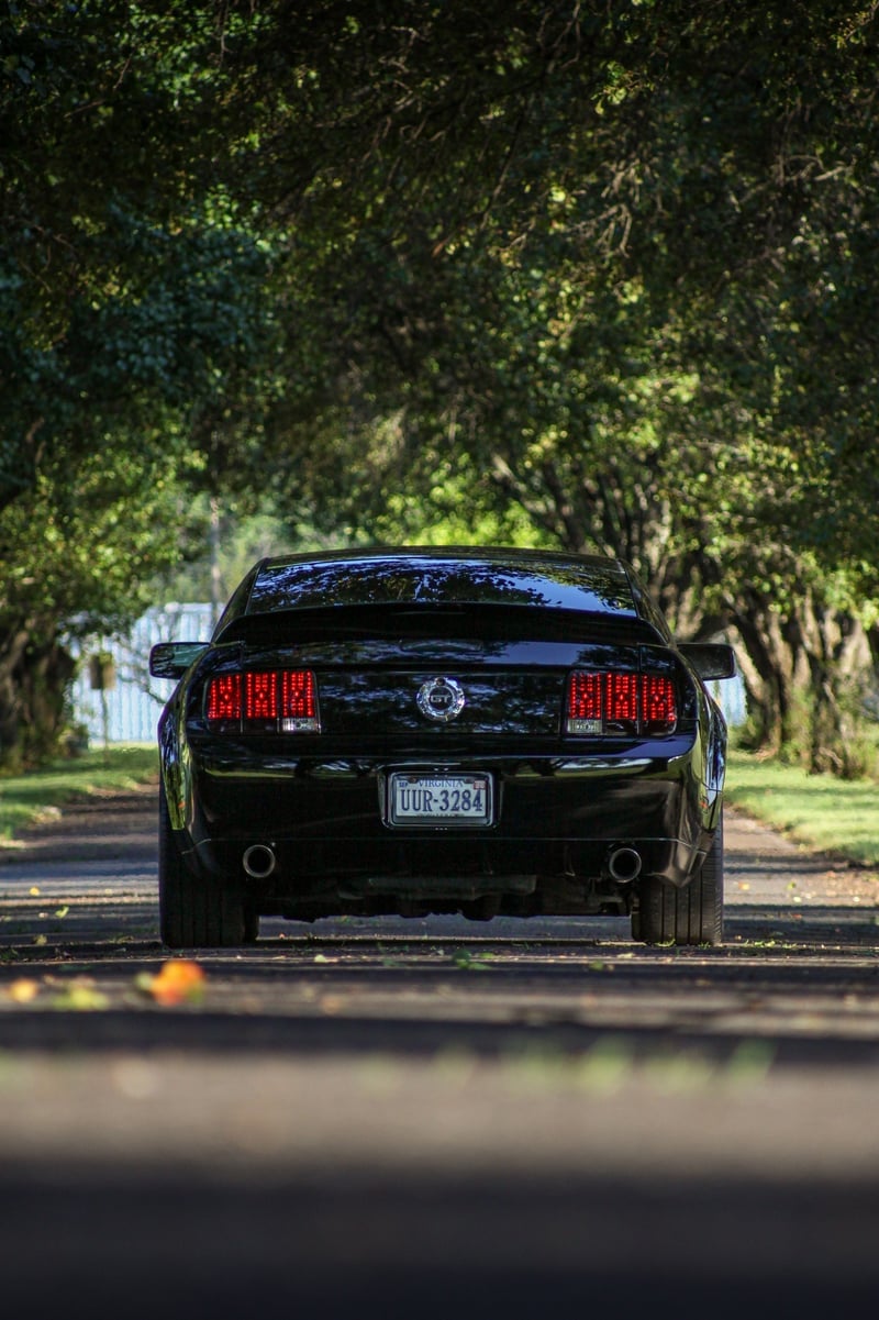 Lovers Lane Tree Tunnel