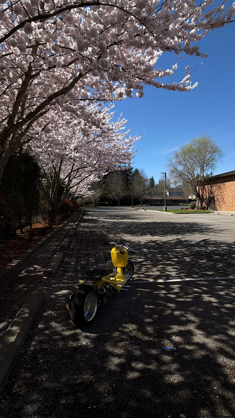 Woodland Cherry Blossom Grove