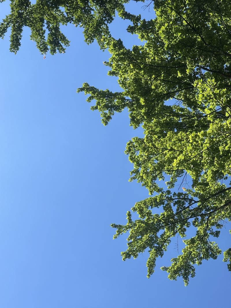 Thimbleglen Nature Canopy