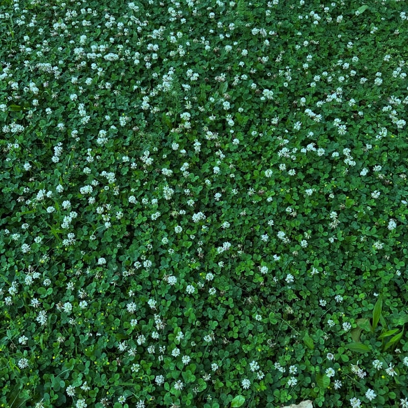 Colerain Clover Field