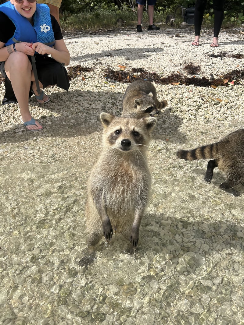 Raccoon Island, Biscayne Bay