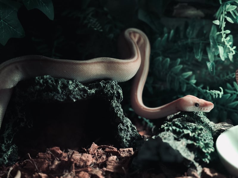 Reptile Terrarium Study