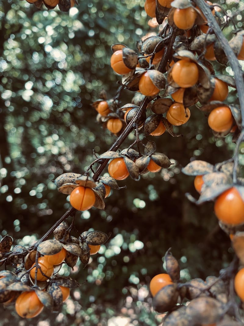 Joppa Nature Details