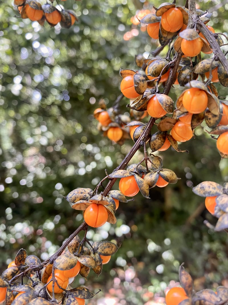 Bittersweet Vine in Joppa