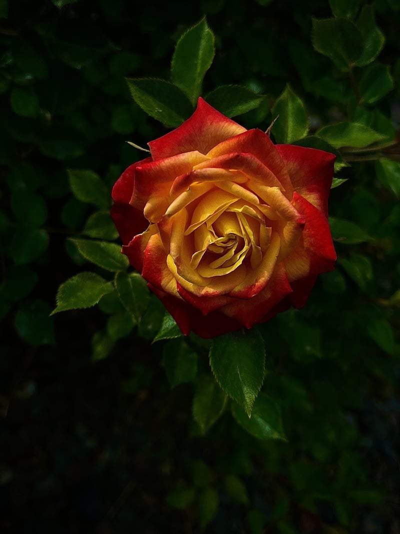 Paradise Way Floral Garden