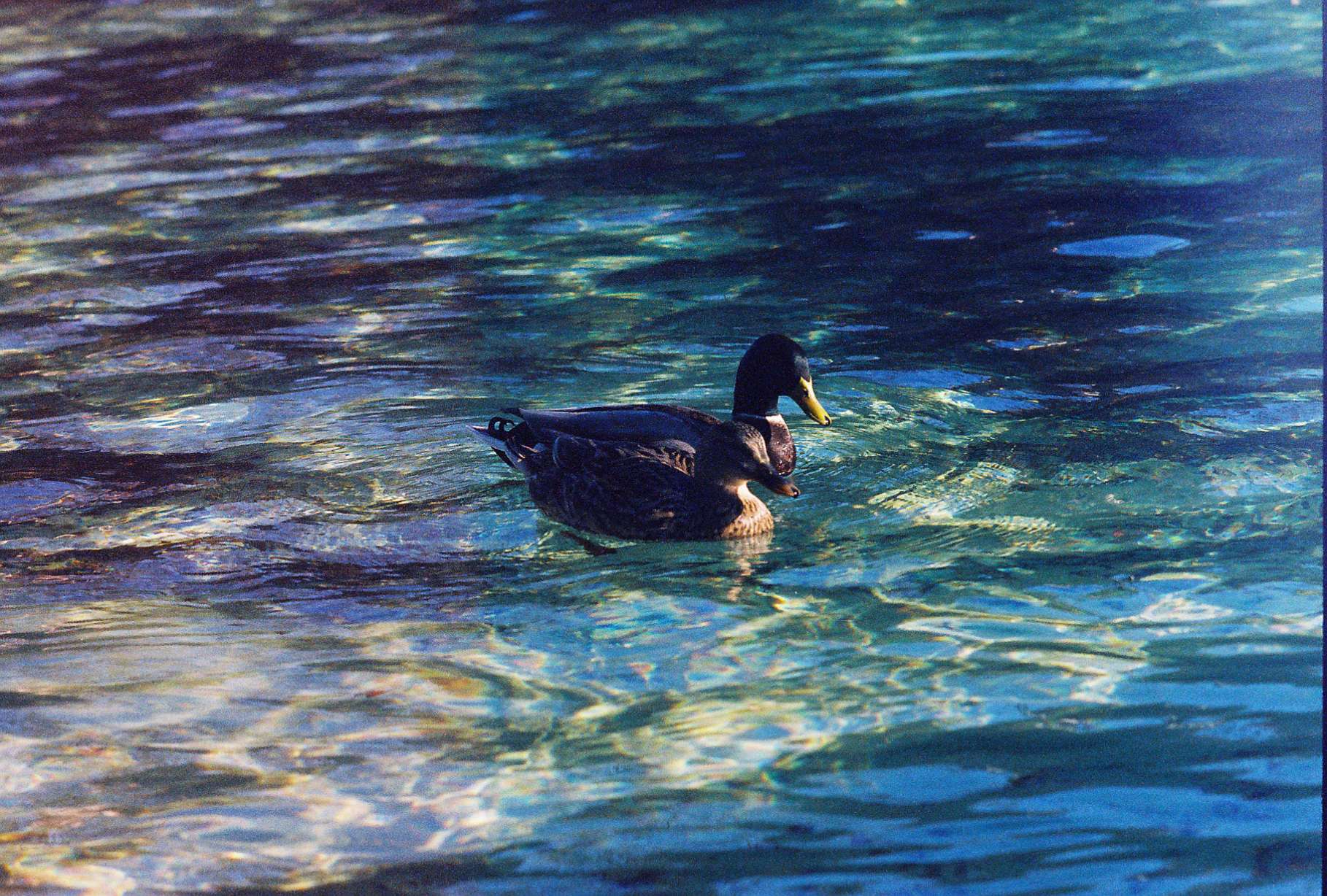 2055 Summer Lee Drive