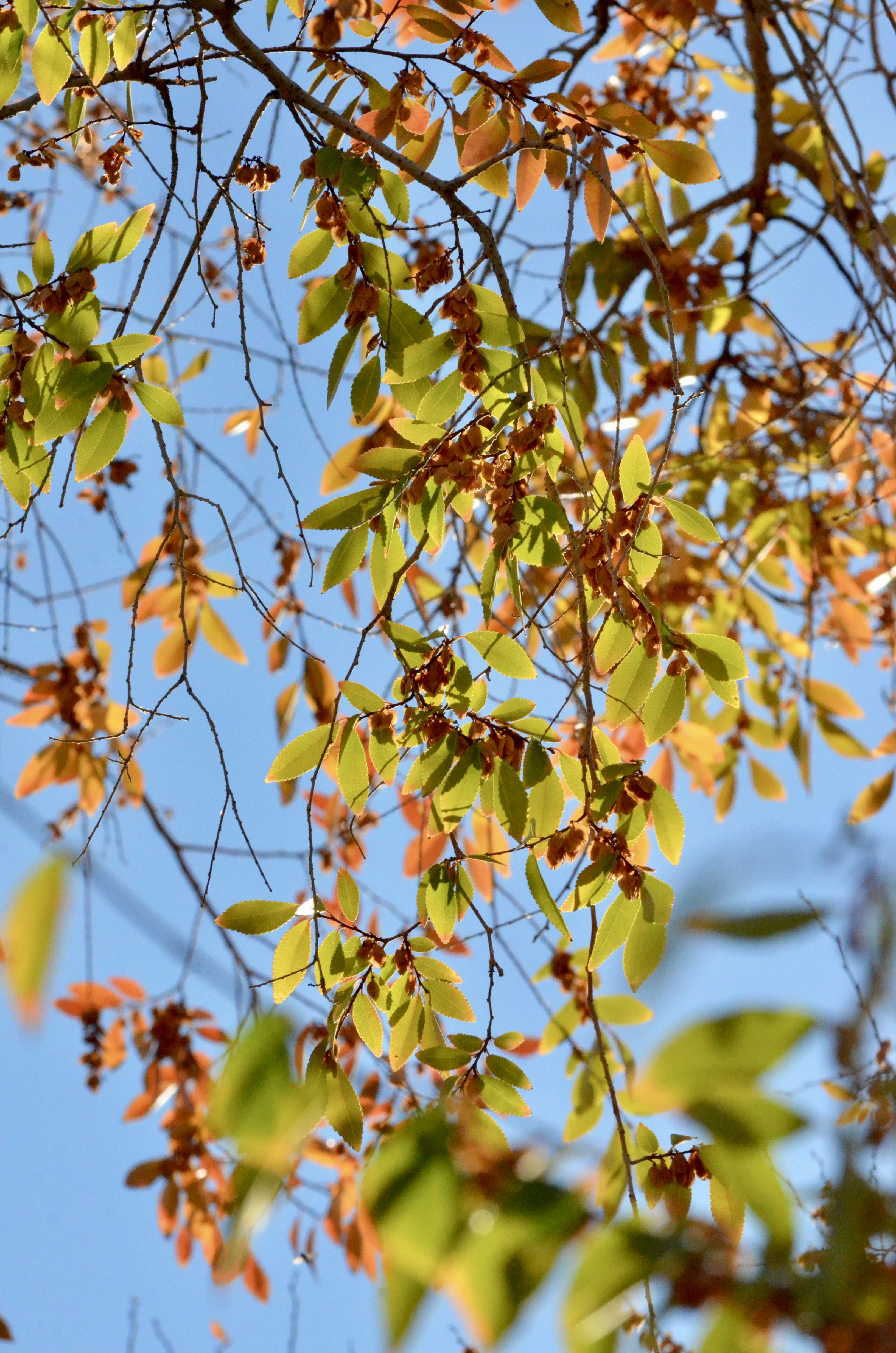 16161 North 163rd Drive