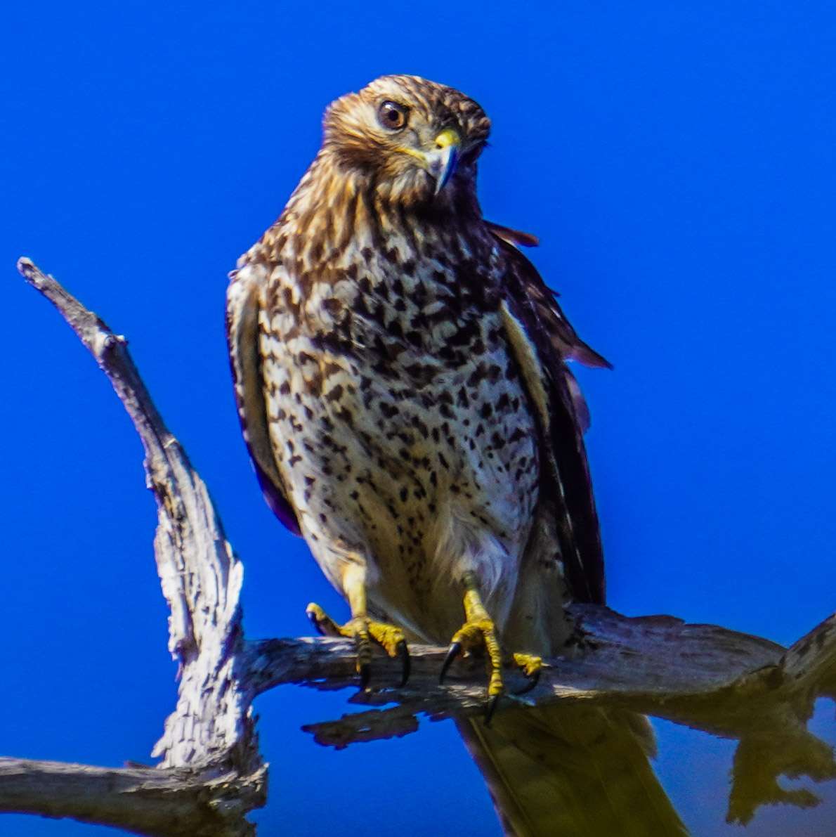 864 Northwest Thunder Street