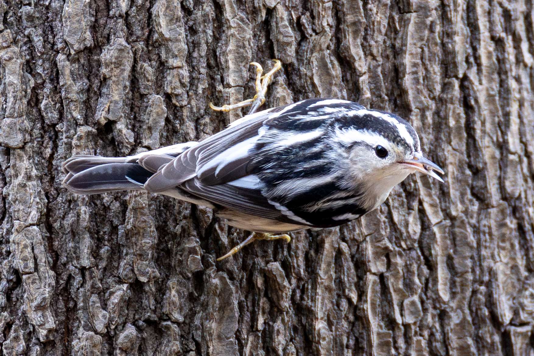 5266 Michigan Avenue