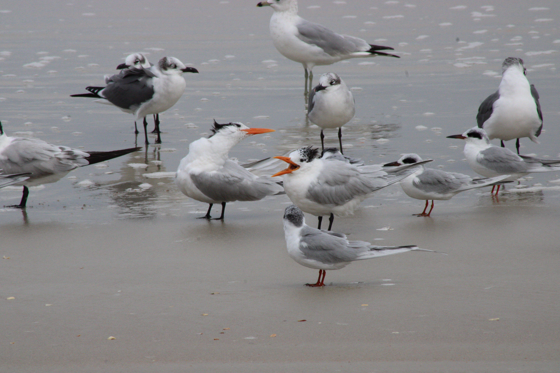 9700 North Ocean Shore Boulevard