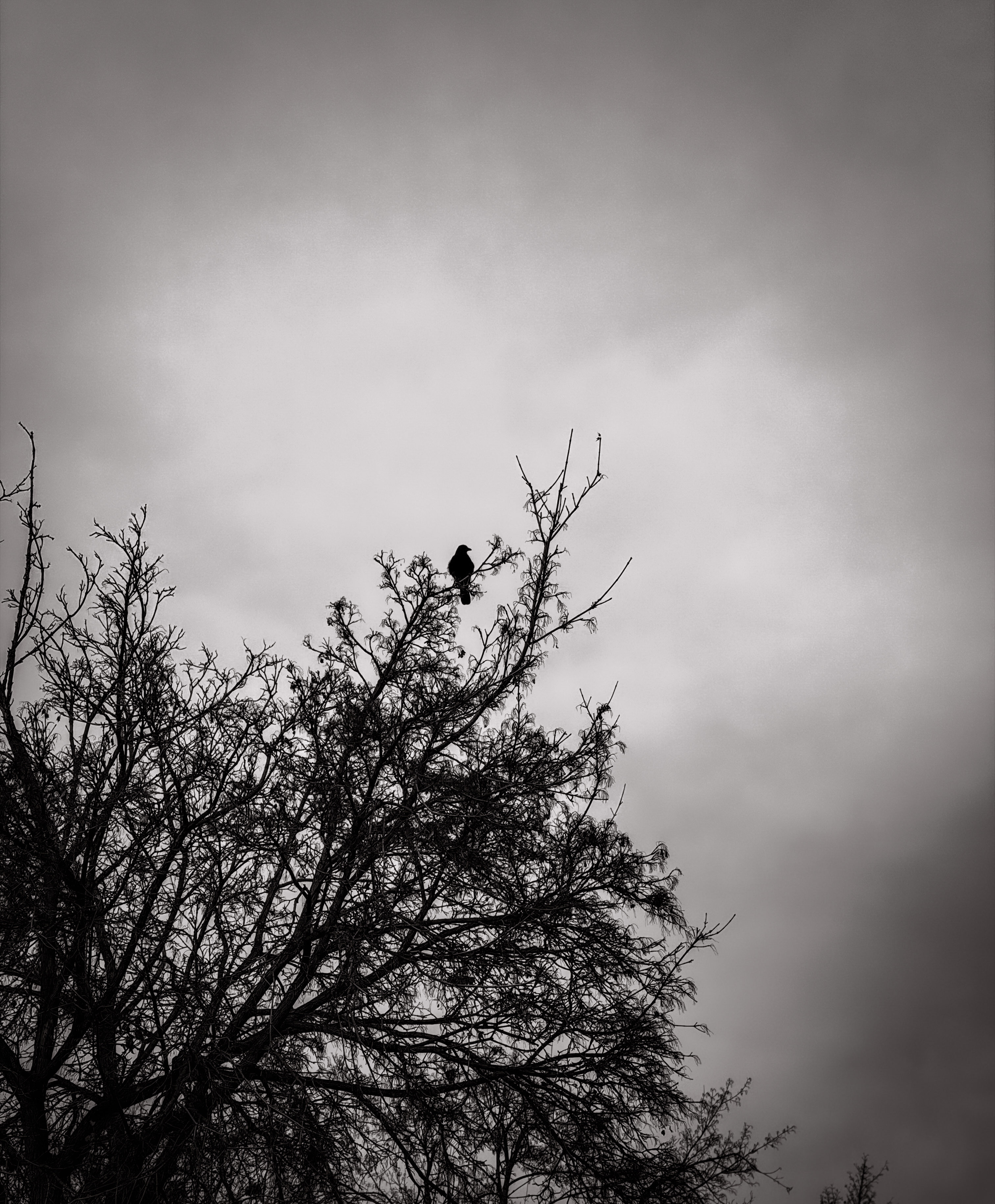 2502 East Linden Street