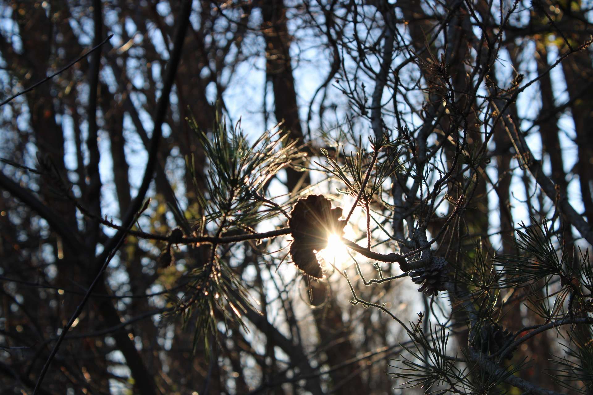 203 Potomac Hills Drive