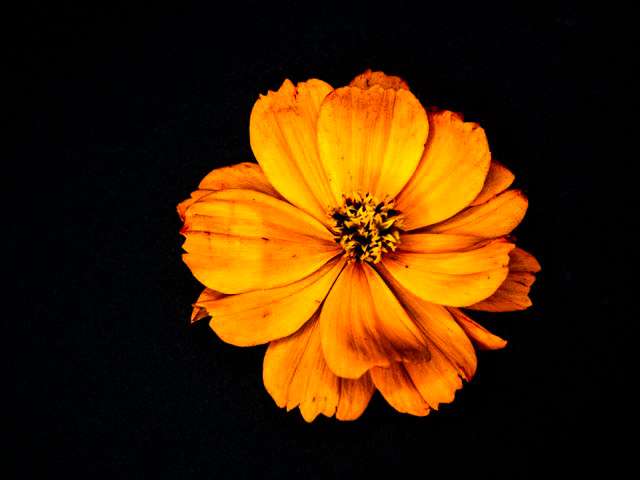 912 Lamp Light Drive