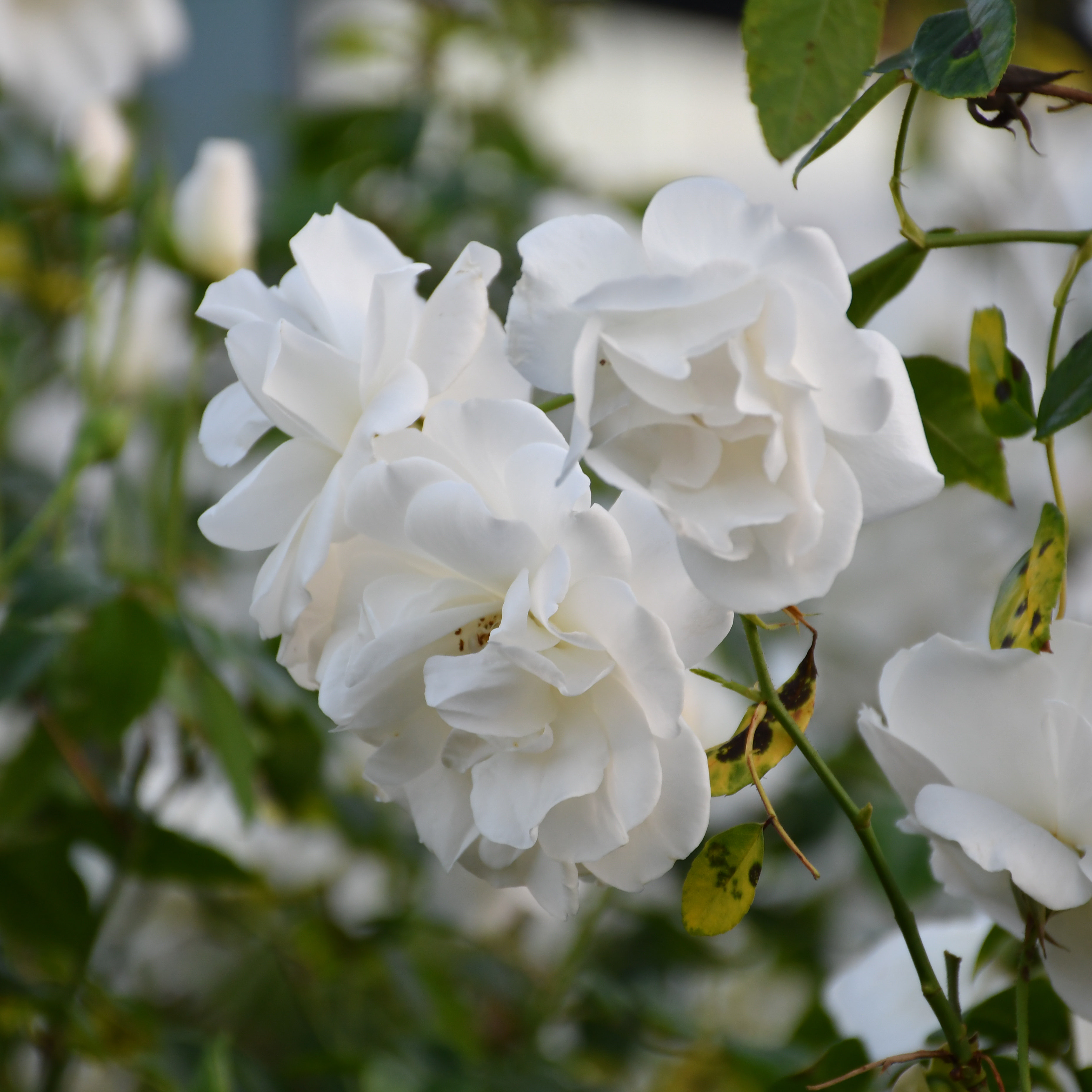 711 Exposition Park Drive