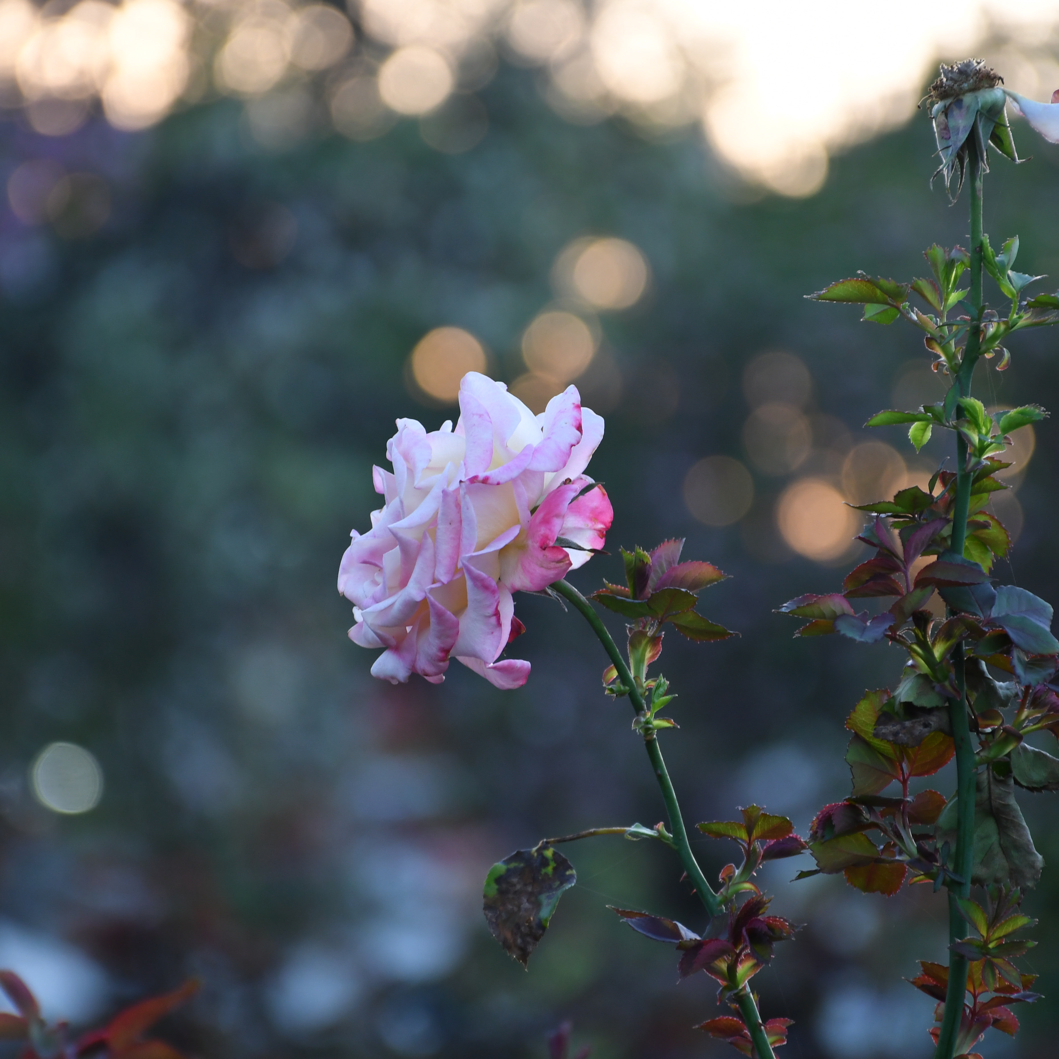 956 Exposition Park Drive