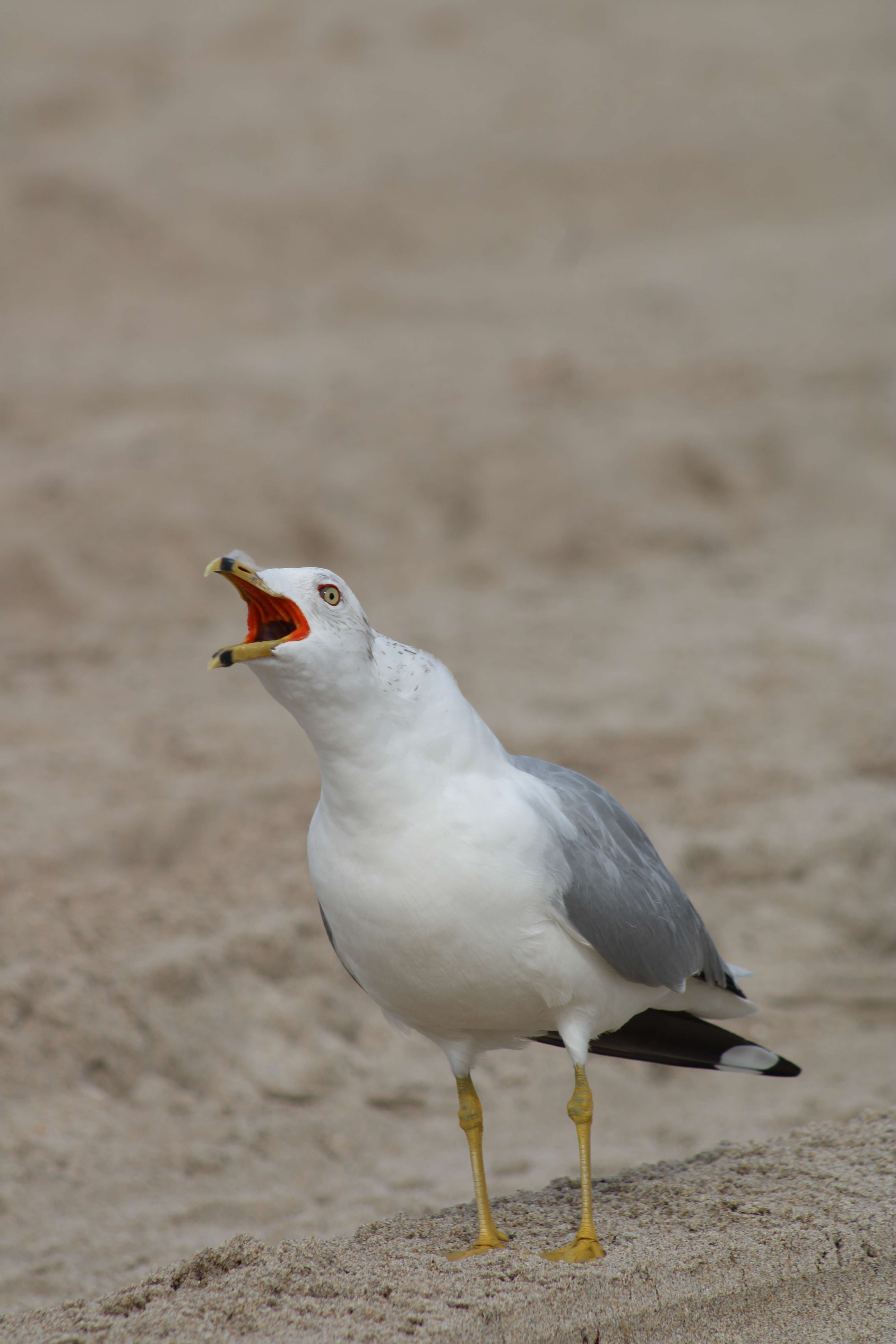 200 West Hidden Valley Boulevard