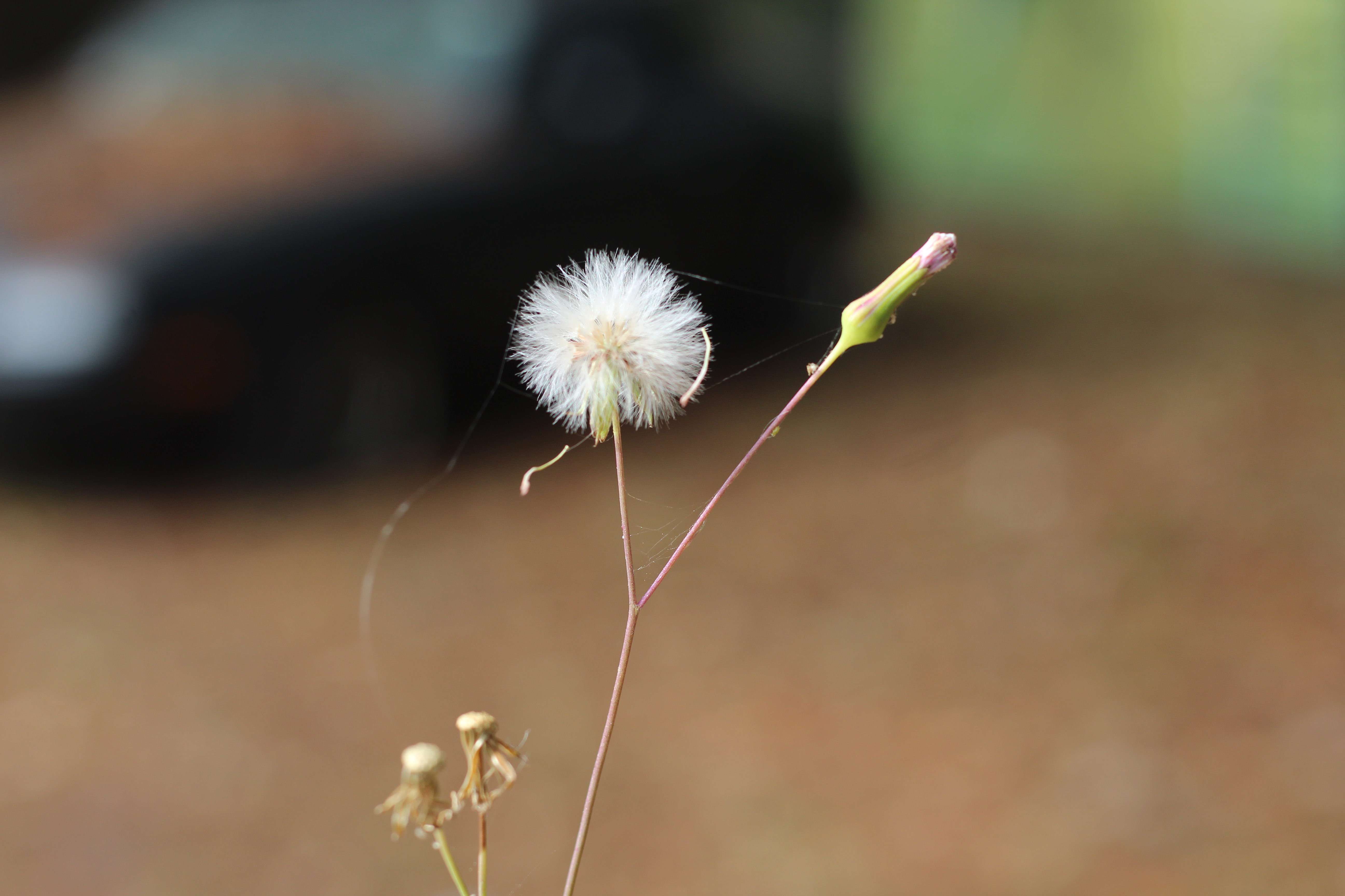 358 Casuarina Circle