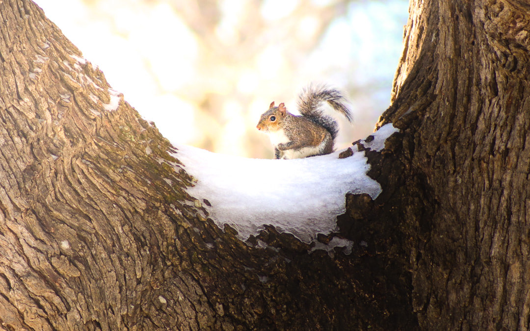 4243 Mount Pisgah Road