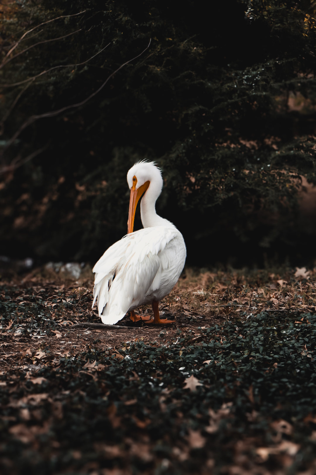 2203 West Martin Luther King Jr Boulevard