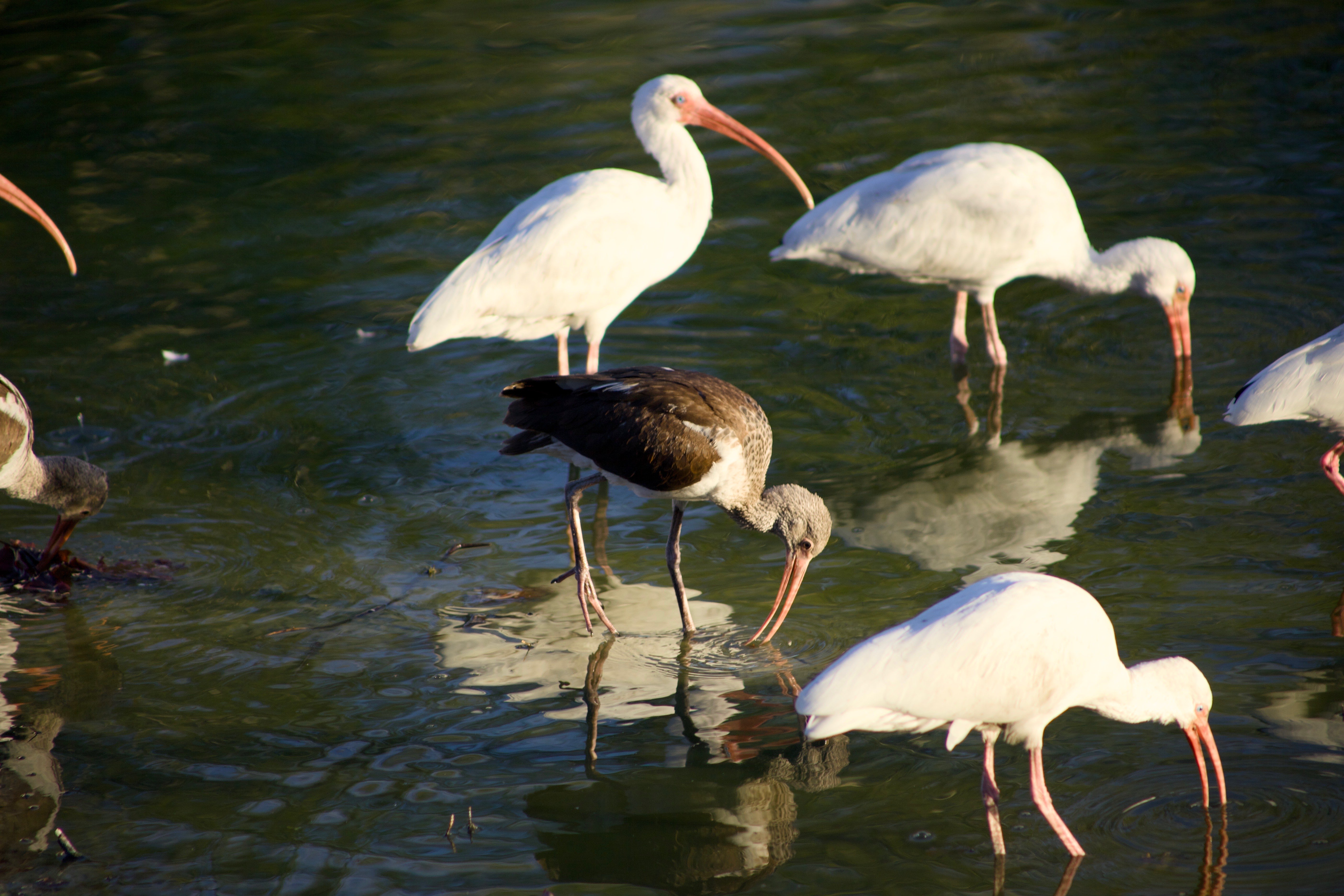 2022 Cattleman Drive