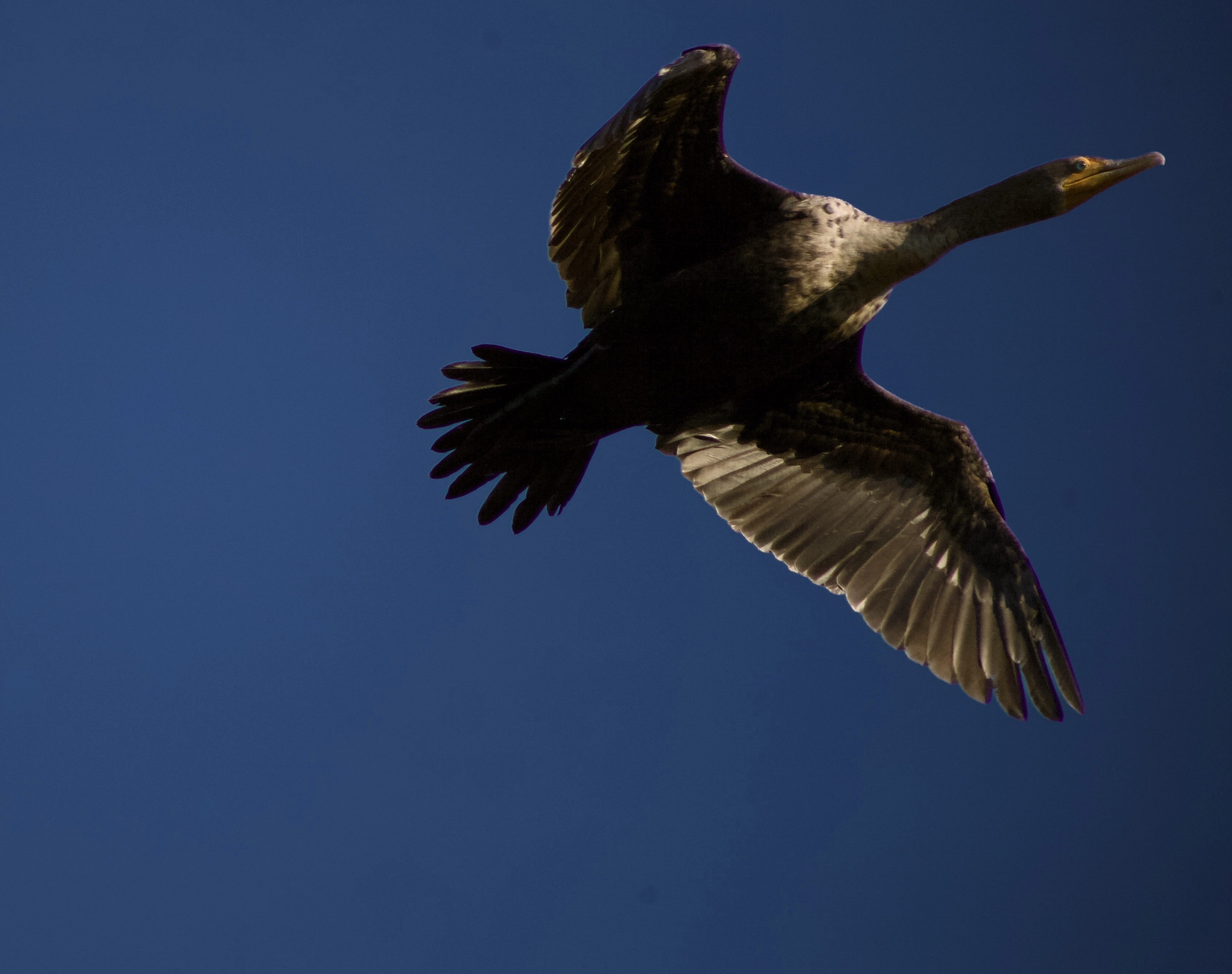 2102 Cattleman Drive